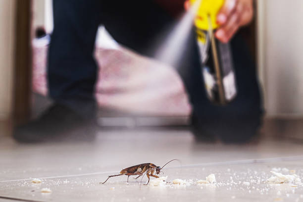 Best Termite Control Services  in Joppatowne, MD