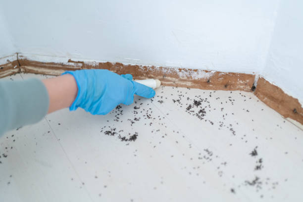Professional Pest Control in Joppatowne, MD